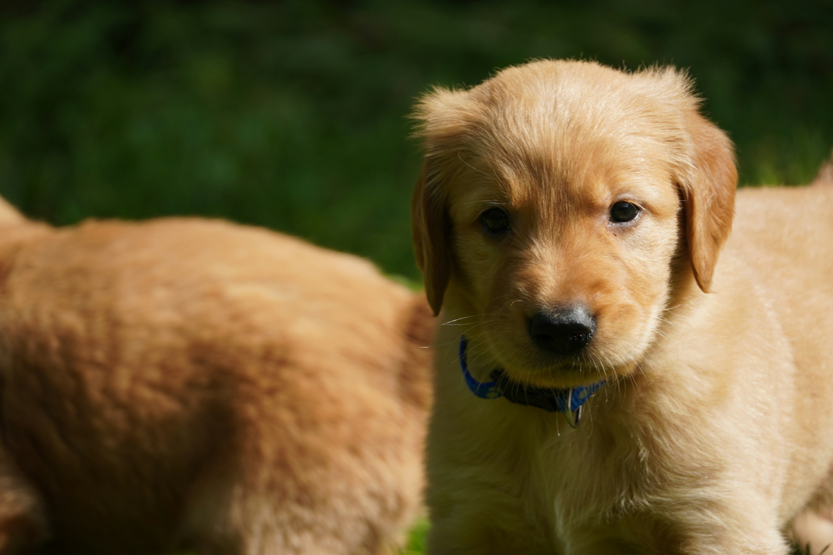 Pet Product