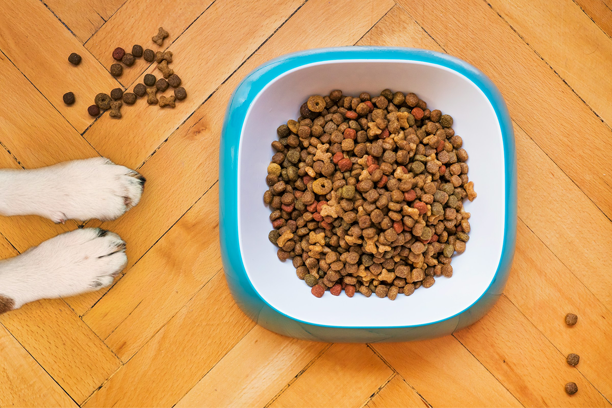 Real Dog Food